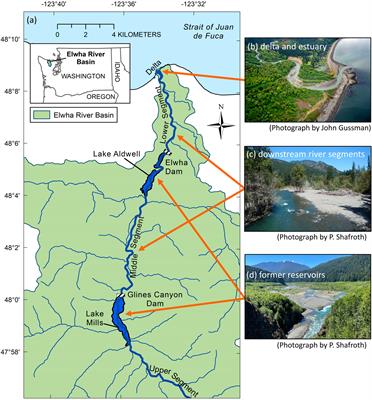 Vegetation responses to large dam removal on the Elwha River, Washington, USA